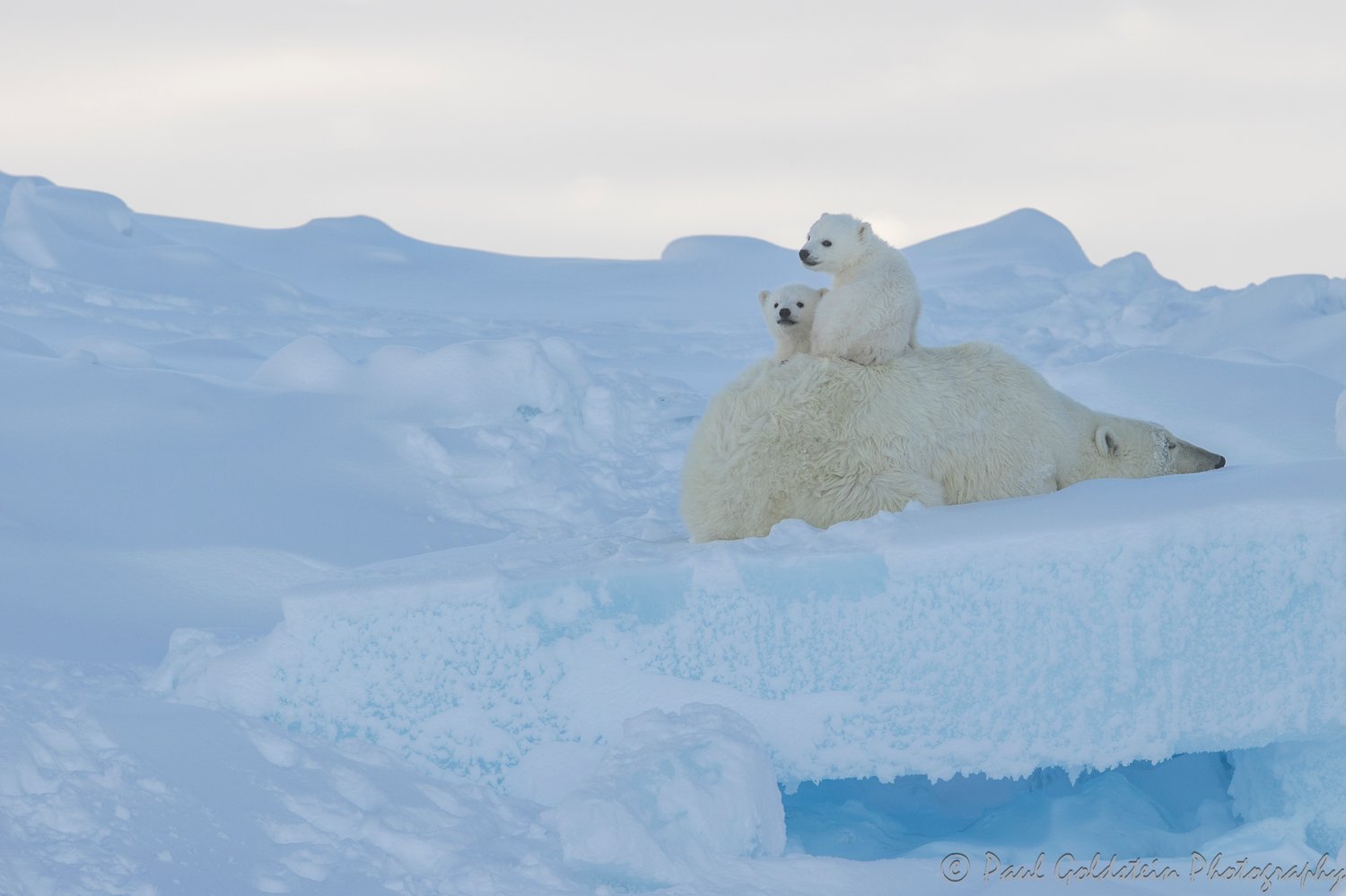 Migration des ours polaires - Paul Goldstien - Arctic Kingdom22